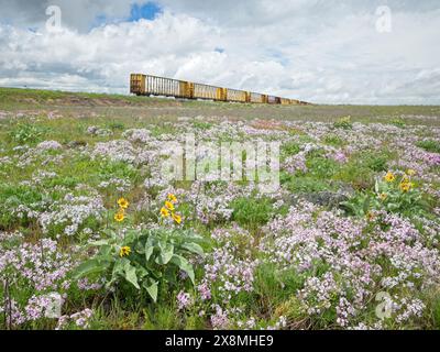 Une photo de paysage d'un champ de fleurs sauvages comprenant un balsamroot arrowleaf et des perventres violets avec des wagons abandonnés en arrière-plan. Banque D'Images