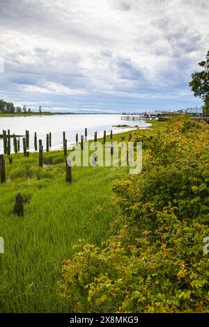 Marais côtier à marée basse à Steveston Colombie-Britannique Canada Banque D'Images