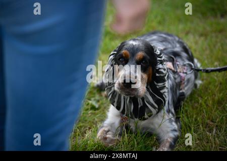 Varsovie, Mazowiecka, Pologne. 26 mai 2024. Un épagneul du roi Charles est vu pendant la Journée des animaux de Varsovie. La Journée annuelle des animaux de Varsovie offre aux gens des conseils sur la prise en charge des animaux de compagnie et l'adoption. (Crédit image : © Jaap Arriens/ZUMA Press Wire) USAGE ÉDITORIAL SEULEMENT! Non destiné à UN USAGE commercial ! Banque D'Images