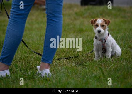 Varsovie, Mazowiecka, Pologne. 26 mai 2024. Un petit Russell Terrier est vu pendant la Journée des animaux de Varsovie. La Journée annuelle des animaux de Varsovie offre aux gens des conseils sur la prise en charge des animaux de compagnie et l'adoption. (Crédit image : © Jaap Arriens/ZUMA Press Wire) USAGE ÉDITORIAL SEULEMENT! Non destiné à UN USAGE commercial ! Banque D'Images