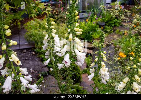 Gros plan de digitalis dans un jardin d'exposition au spectacle floral RHS Chelsea 2024 Banque D'Images