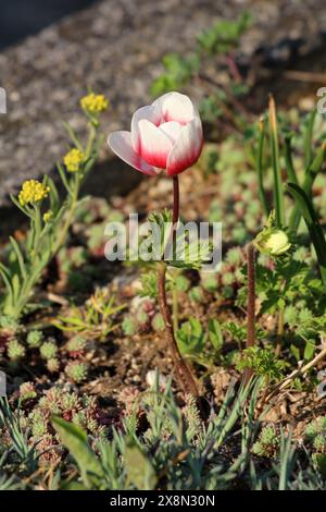 Bicolore Anemone plante vivace à fleurs entièrement ouvertes en sépales rouges et blancs et feuilles basales avec bords de feuilles dentés Banque D'Images