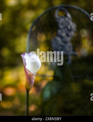 Nénuphars roses, Zantedeschia, floraison dans un jardin à la maison en Alabama, Etats-Unis. Banque D'Images