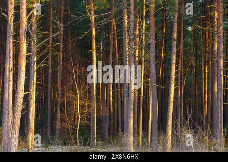 PIN dans le parc national de Dzūkija, Lituanie Banque D'Images