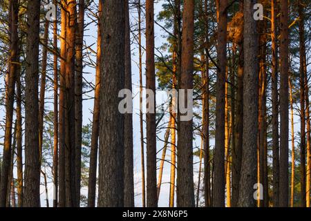 PIN dans le parc national de Dzūkija, Lituanie Banque D'Images