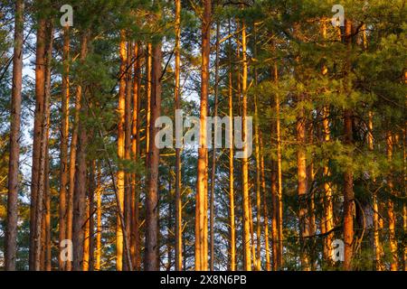 PIN dans le parc national de Dzūkija, Lituanie Banque D'Images