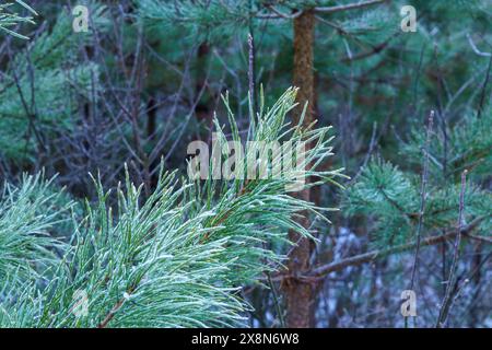 PIN dans le parc national de Dzūkija, Lituanie Banque D'Images