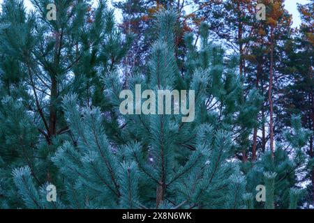 PIN dans le parc national de Dzūkija, Lituanie Banque D'Images