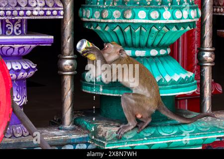 Un singe macaque à longue queue buvant dans une boîte jetée dans un temple hindou dans les grottes de Batu Banque D'Images