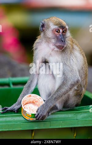 Un singe macaque à longue queue mangeant dans un contenant de nourriture jeté dans les grottes de Batu près de Kuala Lumpur Banque D'Images