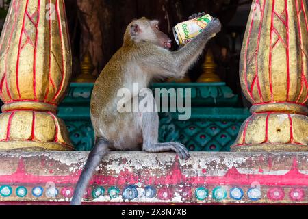 Un singe macaque à longue queue buvant dans une boîte jetée dans un temple hindou dans les grottes de Batu Banque D'Images