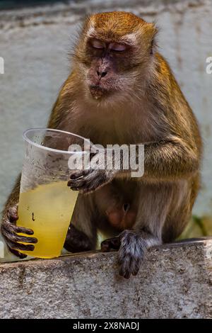 Singe (macaque à longue queue) buvant dans une tasse jetée dans les grottes de Batu près de Kuala Lumpur (Malaisie) Banque D'Images