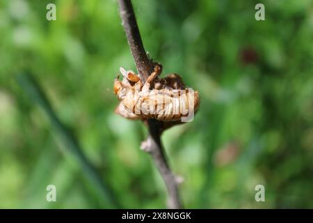 Exosquelette de cigale de 17 ans sur une branche en plein soleil à Algonquin Woods à des Plaines, Illinois Banque D'Images