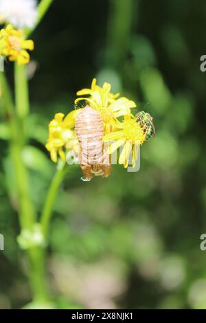 Un exosquelette de cigale vide de 17 ans et une abeille sueur dorée sur des fleurs sauvages de butterweed fleurissent à Algonquin Woods à des Plaines, I. Banque D'Images