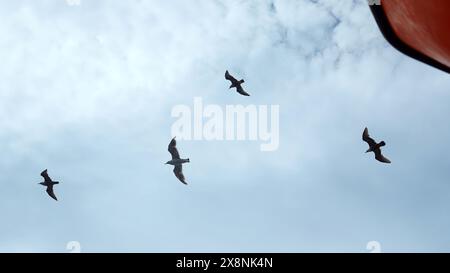 Mouettes volantes sur navire flottant. Agrafe. Vue d'en bas de mouettes volantes dans le ciel bleu. Bateau navigue avec des mouettes volantes dans le ciel Banque D'Images