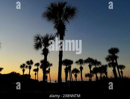 Les palmetto de Caroline sont silhouettés au lever du soleil à Myrtle Beach, Caroline du Sud. Banque D'Images