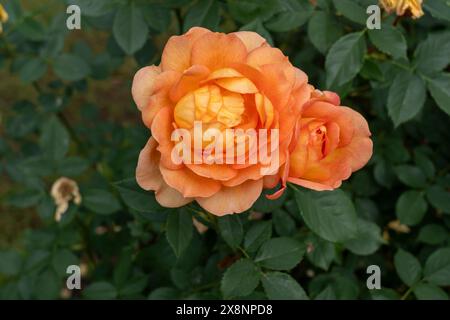 Dame de Shalott fleurs de Rose poussant dans le jardin. États-Unis. Banque D'Images