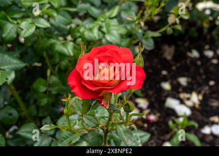 Une fleur de ketchup et de moutarde Rose poussant dans le jardin. États-Unis. Banque D'Images