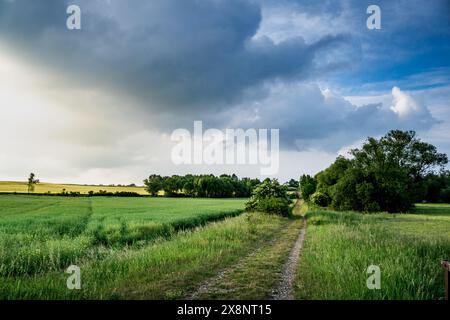 Route de terre coupant à travers un champ vert luxuriant Banque D'Images