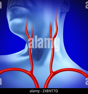 Artère carotide humaine comme artères apportant le flux vasculaire au cerveau comme médecine cérébrovasculaire et cardiologique. Banque D'Images