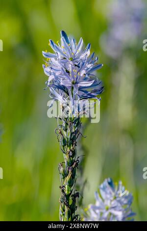 Camas commun (Camassia quamash) au Camas Prairie Centennial Marsh en Idaho. Banque D'Images