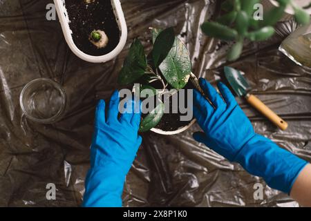 Une personne transplante soigneusement une plante d'intérieur dans un nouveau pot. Banque D'Images