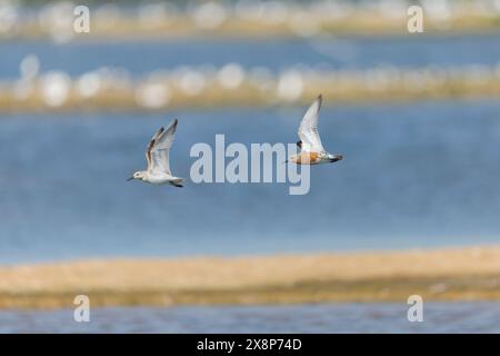 Nœud Calidris canutus, 2 adultes, 1 en reproduction l'autre plumage non reproducteur volant, réserve Minsmere RSPB, Suffolk, Angleterre, mai Banque D'Images