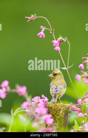 Greenfinch européen Carduelis chloris, mâle adulte perché sur poteau parmi les Red campion Silene dioica, fleurs, Suffolk, Angleterre, mai Banque D'Images