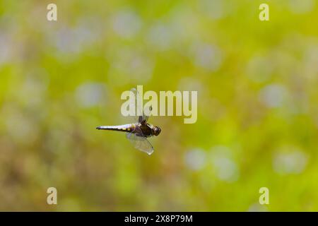 Chasseur corsé Libellula depressa, homme adulte volant, Suffolk, Angleterre, mai Banque D'Images