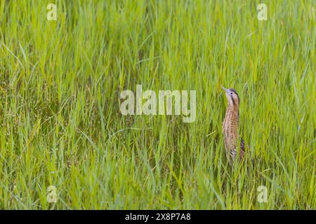 Great Bitter Botaurus stellaris, mâle adulte debout parmi les roseaux frais, réserve Minsmere RSPB, Suffolk, Angleterre, mai Banque D'Images