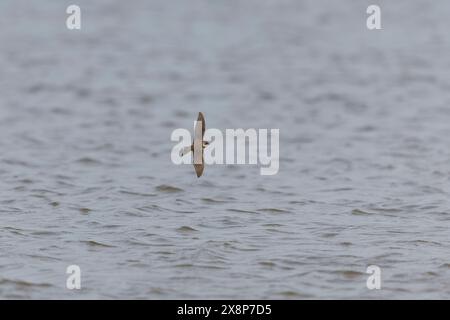 Sable martin Riparia riparia, adulte volant au-dessus de l'eau, réserve Minsmere RSPB, Suffolk, Angleterre, mai Banque D'Images