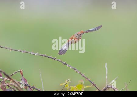Linnet commun Carduelis cannabina, plumage reproducteur mâle adulte volant, Suffolk, Angleterre, mai Banque D'Images