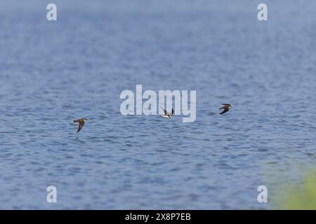 Sable martin Riparia riparia, 3 adultes volant au-dessus de l'eau, réserve Minsmere RSPB, Suffolk, Angleterre, mai Banque D'Images