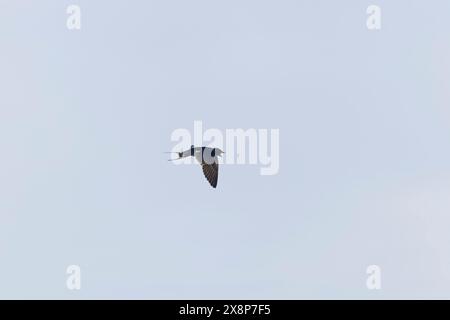 Hirundo rustica, adulte sur le point de prendre la cranefly en vol, Suffolk, Angleterre, mai Banque D'Images