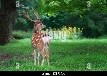 Un cerf se tient dans un champ herbeux avec de grands arbres en arrière-plan. Le cerf regarde autour de lui pendant qu'il pèle sur l'herbe, entouré d'un paysage naturel Banque D'Images