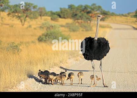 Autruche mâle (Struthio camelus) avec une couvée de petits poussins, désert du Kalahari, Afrique du Sud Banque D'Images