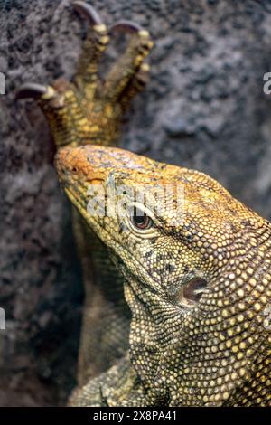 Portrait de moniteur d'eau (Varanus salvator) Banque D'Images