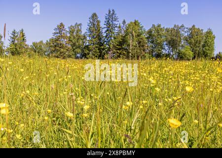 Prairie avec fleurs de papillons en fleurs en été Banque D'Images