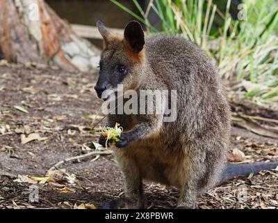 Enchanteur charismatique Swamp Wallaby dans une beauté exceptionnelle. Banque D'Images