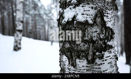 Beau paysage hivernal ensoleillé et enneigé. Support. Bouleaux et sol froid blanc. Banque D'Images