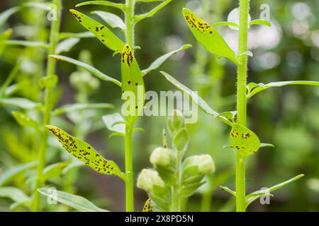 Rouille antirrhinum. La maladie la plus grave des snapdragons. C'est une maladie fongique qui produit des pustules de spores brun foncé sur la face inférieure de la lea Banque D'Images