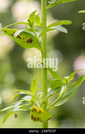 Rouille antirrhinum. La maladie la plus grave des snapdragons. C'est une maladie fongique qui produit des pustules de spores brun foncé sur la face inférieure de la lea Banque D'Images