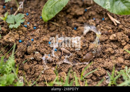 Pastilles de limaces. Utilisation de pastilles bleues de contrôle des limaces dans le jardin pour éviter les dommages aux plantes causés par les escargots et les limaces. Banque D'Images