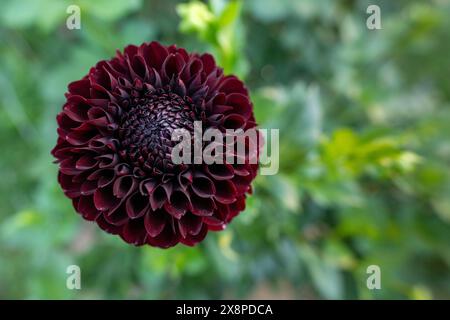 Fleur de Jowey Mirella dahlia. Belle variété de boule Bordeaux foncé dahlia close up. Banque D'Images