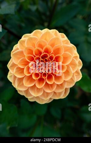 Fleur de Sylvia dahlia. Belle variété de boule couleur abricot dahlia de gros plan. Banque D'Images