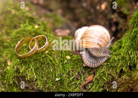 anneaux de mariage jeunes mariés dans la nature, se trouvent sur la mousse à côté de l'escargot. placer pour le texte Banque D'Images