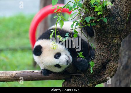 Un panda géant grimpe à un arbre au zoo de Chongqing à Chongqing, en Chine, le 26 mai 2024. (Photo de Costfoto/NurPhoto) Banque D'Images