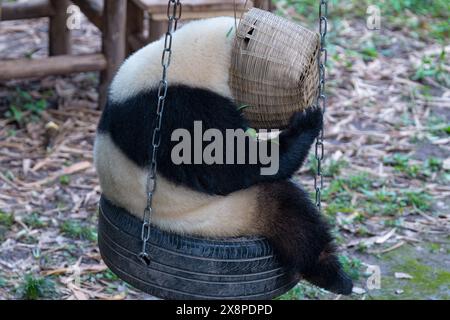 Un panda géant joue sur une balançoire au zoo de Chongqing à Chongqing, en Chine, le 26 mai 2024. (Photo de Costfoto/NurPhoto) Banque D'Images