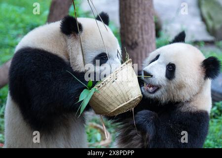 Chongqing, Chine. 27 mai 2024. Deux pandas géants mangent au zoo de Chongqing à Chongqing, en Chine, le 26 mai 2024. (Photo de Costfoto/NurPhoto) crédit : NurPhoto SRL/Alamy Live News Banque D'Images