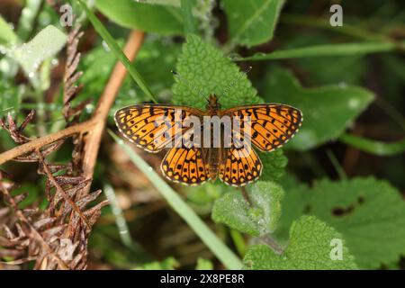 Une petite fritillaire bordée de perles rare, Boloria selene, reposant sur une feuille de plante dans une clairière forestière. Banque D'Images